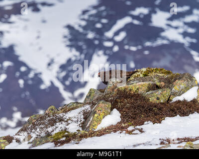 Un maschio Red Grouse sulla molla sopra nevai Glenshee nelle Highlands scozzesi in cerca di cibo Foto Stock