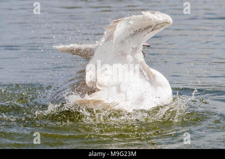 Cigno (Cygnus olor) bambini sguazzare bagno nel lago. Slimbridge GLOUCESTERSHIRE REGNO UNITO Marzo 2018 Foto Stock