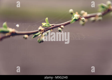 Susino ramo prima fioritura coperti con boccioli in primavera. Copia dello spazio disponibile. Effetto di pellicola con grano. profondità di campo Foto Stock