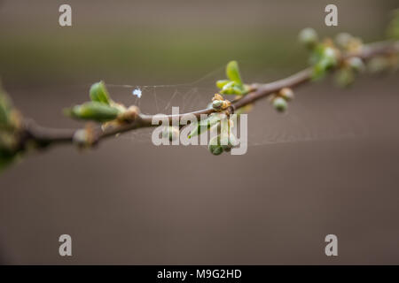 Susino ramo prima fioritura coperti con boccioli in primavera. Copia spazio disponibile. profondità di campo Foto Stock