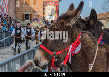 Torrita di Siena, Italia. 25 Mar, 2018. Un asino osserva il passaggio del corteo storico su Marzo 25, 2018 a Torrita di Siena, Credito: risveglio Agenzia fotografica/Alamy Live News Foto Stock