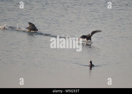 Qingdao, Qingdao, Cina. 25 Mar, 2018. Qingdao, CINA-25th Marzo 2018: Bucephala clangula, shelducks comune e folaghe si riuniranno presso la zona umida in primavera a Qingdao, Cina orientale della provincia di Shandong. Credito: SIPA Asia/ZUMA filo/Alamy Live News Foto Stock