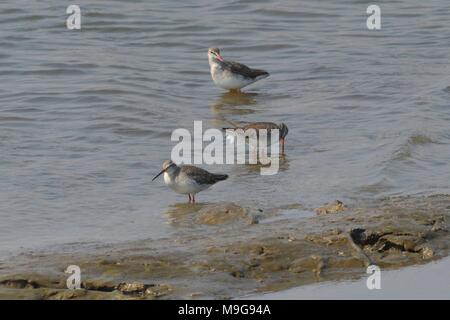 Qingdao, Qingdao, Cina. 25 Mar, 2018. Qingdao, CINA-25th Marzo 2018: Bucephala clangula, shelducks comune e folaghe si riuniranno presso la zona umida in primavera a Qingdao, Cina orientale della provincia di Shandong. Credito: SIPA Asia/ZUMA filo/Alamy Live News Foto Stock