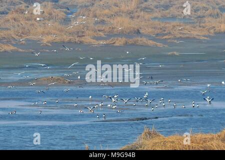 Qingdao, Qingdao, Cina. 25 Mar, 2018. Qingdao, CINA-25th Marzo 2018: Bucephala clangula, shelducks comune e folaghe si riuniranno presso la zona umida in primavera a Qingdao, Cina orientale della provincia di Shandong. Credito: SIPA Asia/ZUMA filo/Alamy Live News Foto Stock