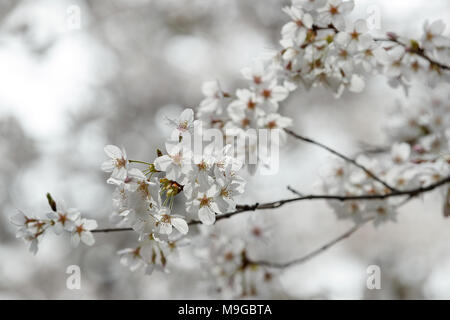 Fiori di Ciliegio in piena fioritura al parco Chidorigafuchi il 26 marzo 2018, Tokyo, Giappone. Chidorigafuchi è uno dei più popolari luoghi di Tokyo per vedere la fioritura dei ciliegi e i visitatori possono noleggiare barche per riga sul fossato per Hanami. (Foto di Rodrigo Reyes Marin/AFLO) Foto Stock