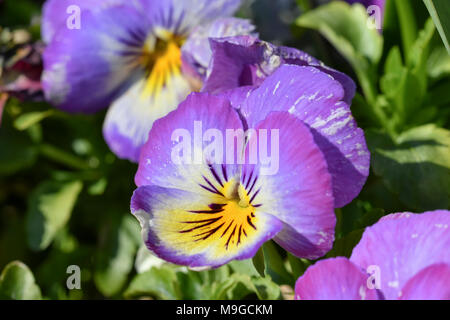 Violetta Spring Garden Pansies (Viola x wittrockiana) che fiorisce in primavera nel West Sussex, in Inghilterra, Regno Unito. Giardino viola Pansy. Foto Stock