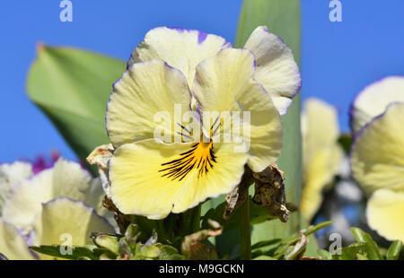 Giallo cremoso Spring Garden Pansies (Viola x wittrockiana) che fiorisce in primavera nel West Sussex, in Inghilterra, Regno Unito. Giallo cremoso Spring Garden Pansy. Foto Stock