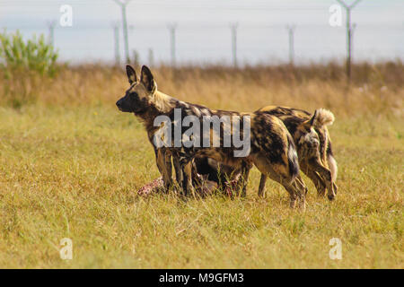 Un pack di cani selvatici nel Parco Nazionale di Kruger Foto Stock