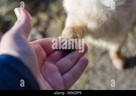 Amicizia tra uomo e cane piccolo, agitando la mano e zampa. Chihuahua è carino piccolo cane. Foto Stock