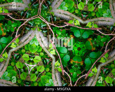 Abstract immagini caleidoscopica di Graminacee, giunchi, radici e paglia trovati nella campagna inglese Foto Stock