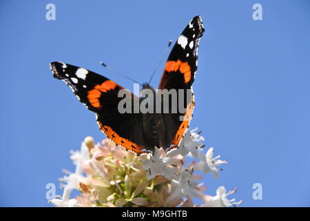 Red Admiral (Vanessa Atalanta) FARFALLA Foto Stock