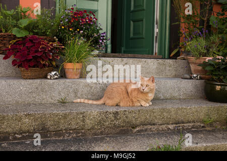 Un orange tabby cat si trova circondato da vasi di fiori sui gradini davanti a una porta nel quartiere Heilgeistkloster di Stralsund, Germania. Foto Stock