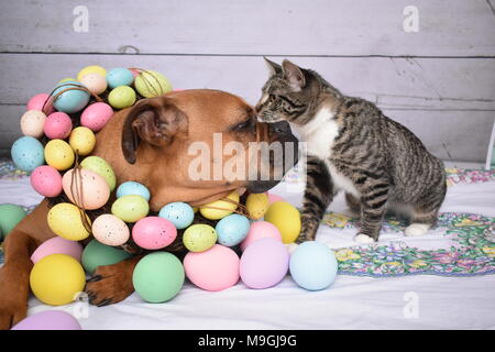 Boxer cane di razza e Tabby Manx Cat Ritratto di Pasqua Foto Stock