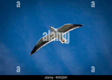 Seagull volare nel cielo blu chiaro oltre oceano Pacifico vicino a Malibu Beach Foto Stock