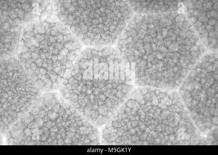 Micrografia di luce di una schiuma di polistirene espanso (polistirene STYROFOAM, lento a decomporsi) tazza monouso, area raffigurato è di circa 3mm di larghezza Foto Stock
