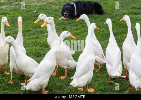 Ascot, Regno Unito. 25 marzo, 2018. Il Quack Pack intrattiene i visitatori alla molla famiglia Raceday a Ascot Racecourse con una dimostrazione duckherding. Foto Stock