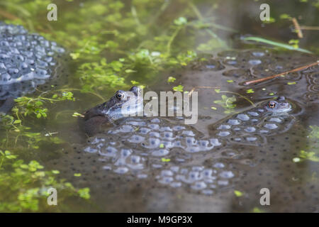 Rane comuni Rana temporaria in un laghetto in giardino circondato da frog spawn in primavera Foto Stock