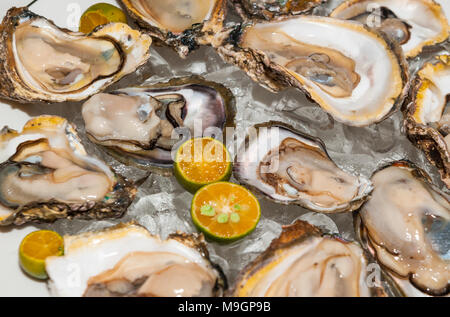 Ostriche fresche platter presso il ristorante di pesce Foto Stock