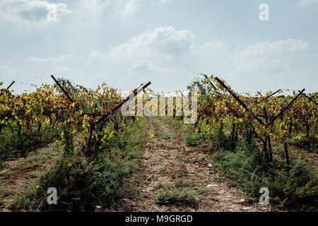 I campi di uva, vigneto, Foto Stock