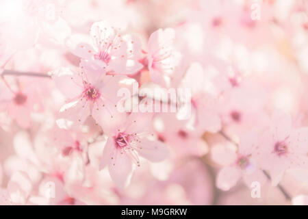 Immagine di sfondo di soft focalizzata Fioritura di ciliegio con piccoli fiori di colore rosa acceso con luce solare sulla calda giornata di primavera Foto Stock