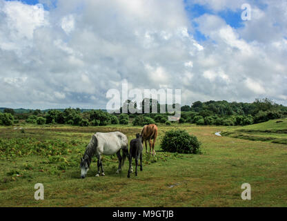 New Forest pony vicino Buckler difficile, Beaulieu nella nuova foresta, Hampshire, Inghilterra, Regno Unito Foto Stock