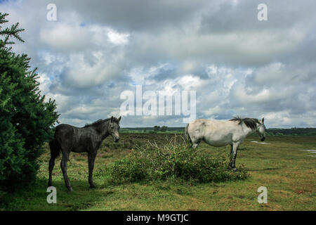 New Forest pony vicino Buckler difficile, Beaulieu nella nuova foresta, Hampshire, Inghilterra, Regno Unito Foto Stock