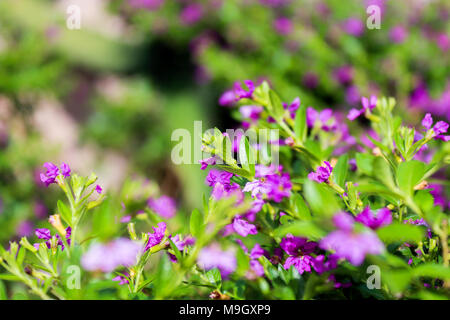 Ripresa macro di fiori viola Foto Stock