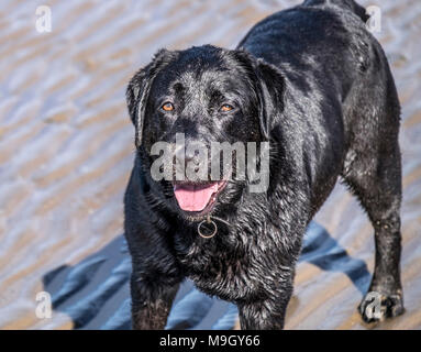 Wet cani in spiaggia Foto Stock