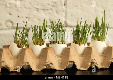 La fresca erba verde con gocce d'acqua in bianco guscio d'uovo. La pasqua o nowruz concetto. Foto Stock