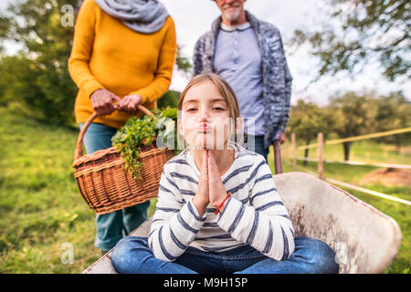 Irriconoscibile coppia senior con la loro nipotina la raccolta degli ortaggi sul riparto. L'uomo spingendo bambina in una carriola, donna veget portante Foto Stock