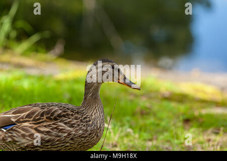 Il Germano Reale, Gräsand (Anas platyrhynchos) Foto Stock