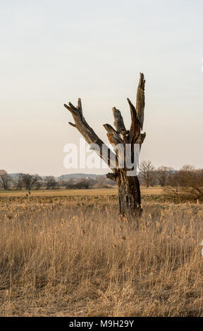 Albero morto nel paesaggio a molla Foto Stock