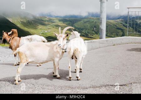 Capre nelle Alpi Svizzere montagna Grindelwald prima Foto Stock