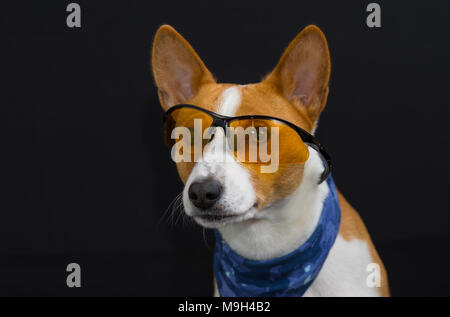 Ritratto di elegante basenji cane indossando fazzoletto blu e guardando attraverso gli occhiali giallo Foto Stock