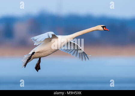 Cigno, Cygnus olor, singolo uccello in volo la sera Foto Stock