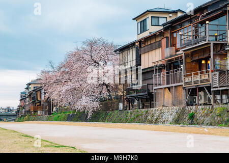 Vecchia casa in legno e di un ristorante con la fioritura dei ciliegi vicino al fiume Kamo a Gion, Kyoto, Giappone Foto Stock