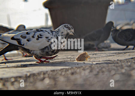 Piccioni beccare il pane nel winter city park. closeup, vista dal basso. Foto Stock