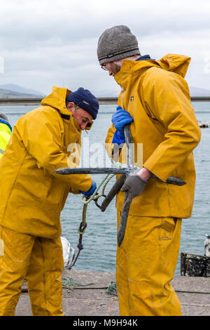 Aragosta irlandese fisherman preparando per un altro viaggio, Portmagee Contea di Kerry, Irlanda Foto Stock