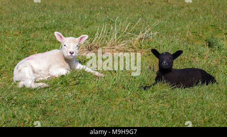 Bianco e nero baby agnelli, nella contea di Kerry Irlanda Foto Stock