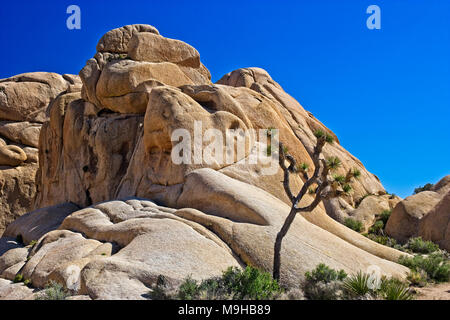 Unico Joshua tree è sopraffatte da formazioni rocciose a Joshua Tree National Park in California del Sud il Mojave Desert Foto Stock
