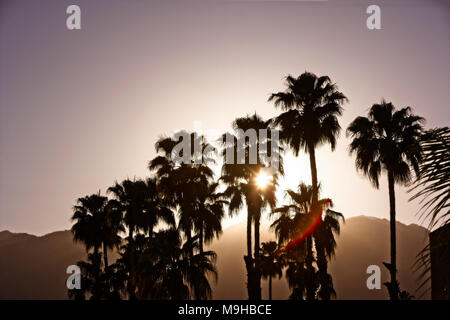 Alberi di palma in Mojave stagliano dal deserto del tramonto nel Parco nazionale di Joshua Tree Foto Stock