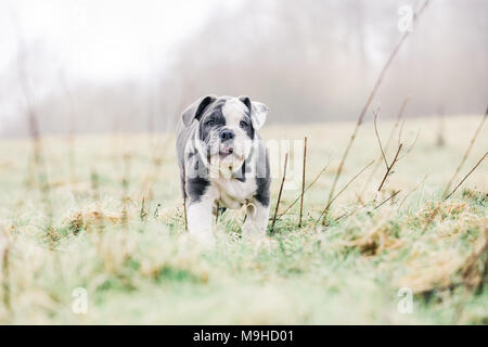 Blu / inglese British Bulldog cucciolo fuori per una passeggiata in campagna, REGNO UNITO Foto Stock