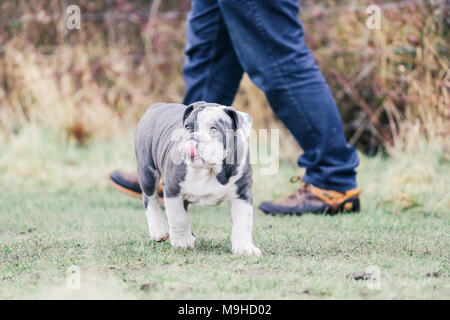 Blu / inglese British Bulldog cucciolo fuori per una passeggiata in campagna, REGNO UNITO Foto Stock