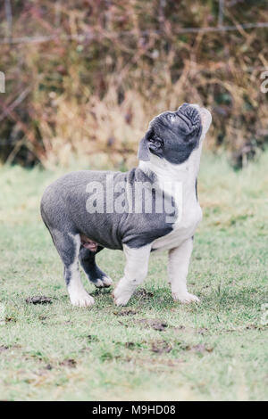 Blu / inglese British Bulldog cucciolo fuori per una passeggiata in campagna, REGNO UNITO Foto Stock