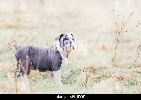 Blu / inglese British Bulldog cucciolo fuori per una passeggiata in campagna, REGNO UNITO Foto Stock