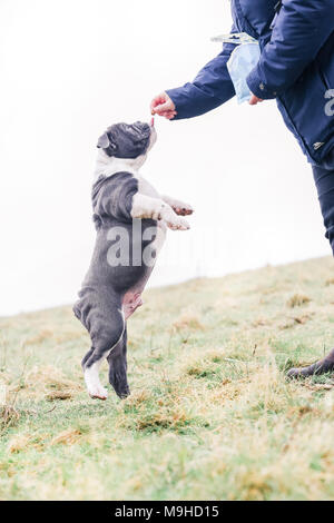 Blu / inglese British Bulldog cucciolo fuori per una passeggiata in campagna, REGNO UNITO Foto Stock