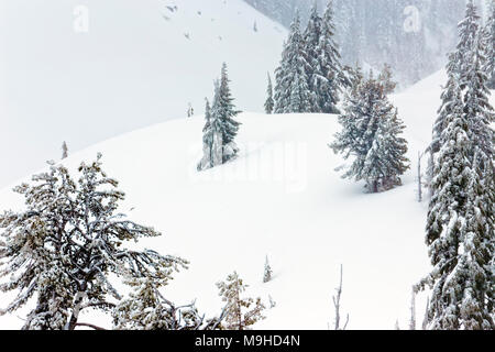 43,160.09818 paesaggio invernale delle conifere foresta di conifere di close-up di rotolamento nevoso Mt colline, in una tempesta di neve, nevicava Foto Stock