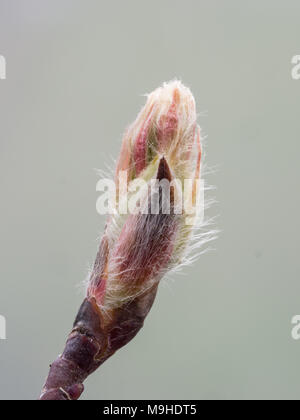 Close up un fresco bocciolo di Amelanchier spicata mostra una delicata copertura di peli fini. Foto Stock