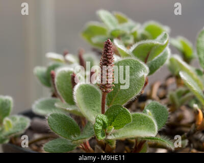 Close up di un amento maschile del nano willow Salix recticulata Foto Stock