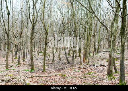 Ceduo di argento betulle e altri alberi giovani in primavera, con i cervi-tronchi danneggiati e un letto di foglie cadute, intorno a loro. Foto Stock